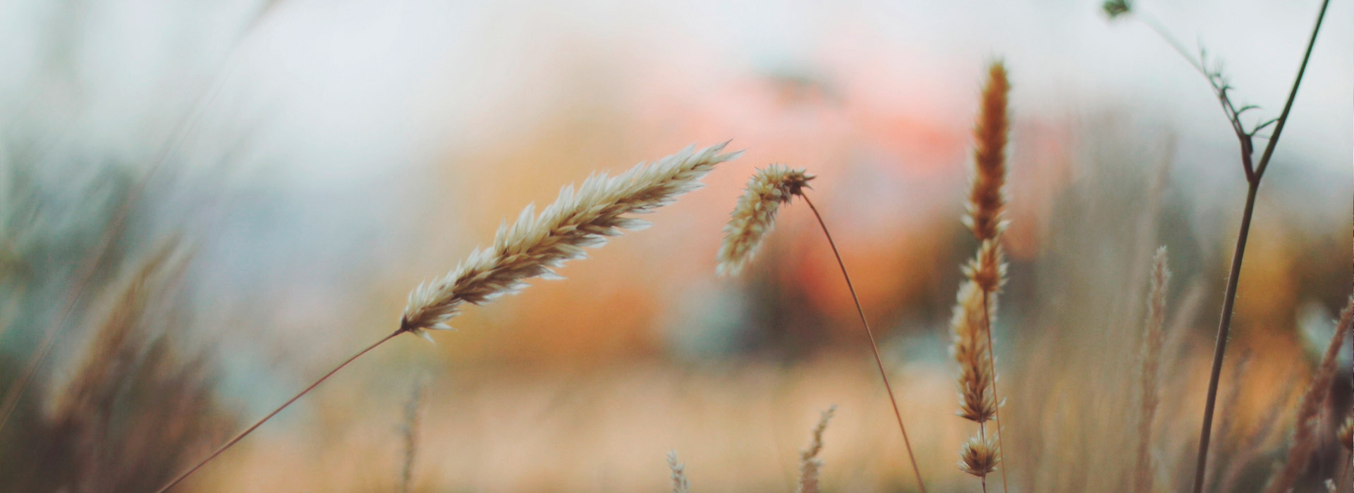 手机短信轰在线轰炸免费